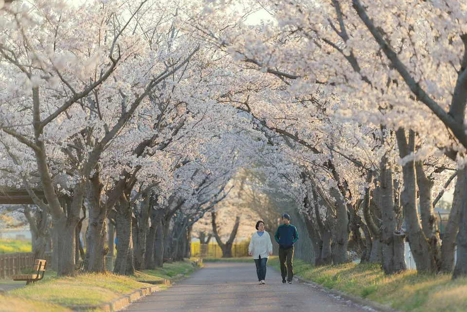 Couple walking along a tree-lined path under cherry blossoms on a sunny day.