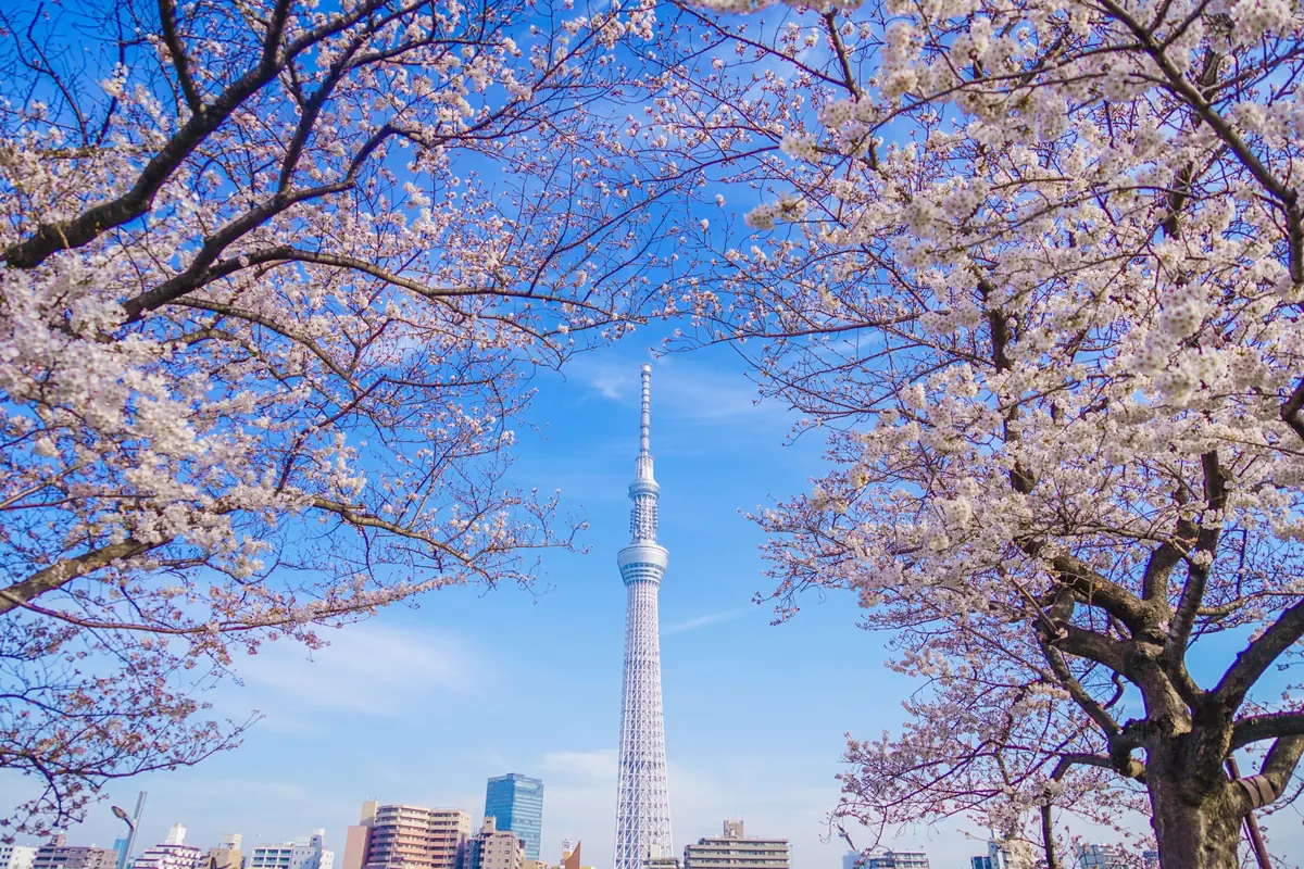 Mukojima hanamachi along the Sumida River, the largest geisha district in Tokyo, famous for its cherry blossoms