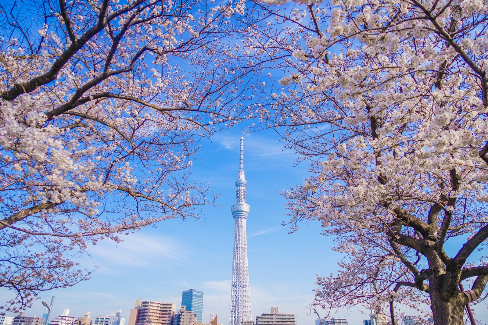 Cherry blossoms in full bloom framing Tokyo Skytree against a spring sky