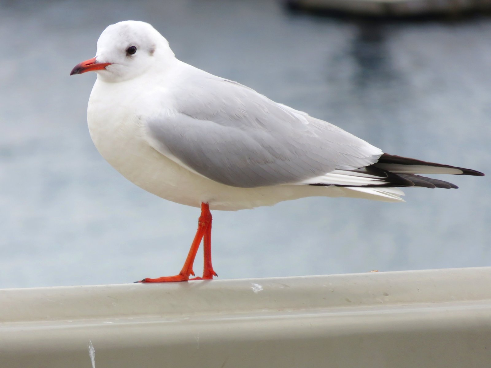A yurikamome (black-headed gull) with a red beak and legs — the bird called miyakodori in the poem — perched on a railing by the water