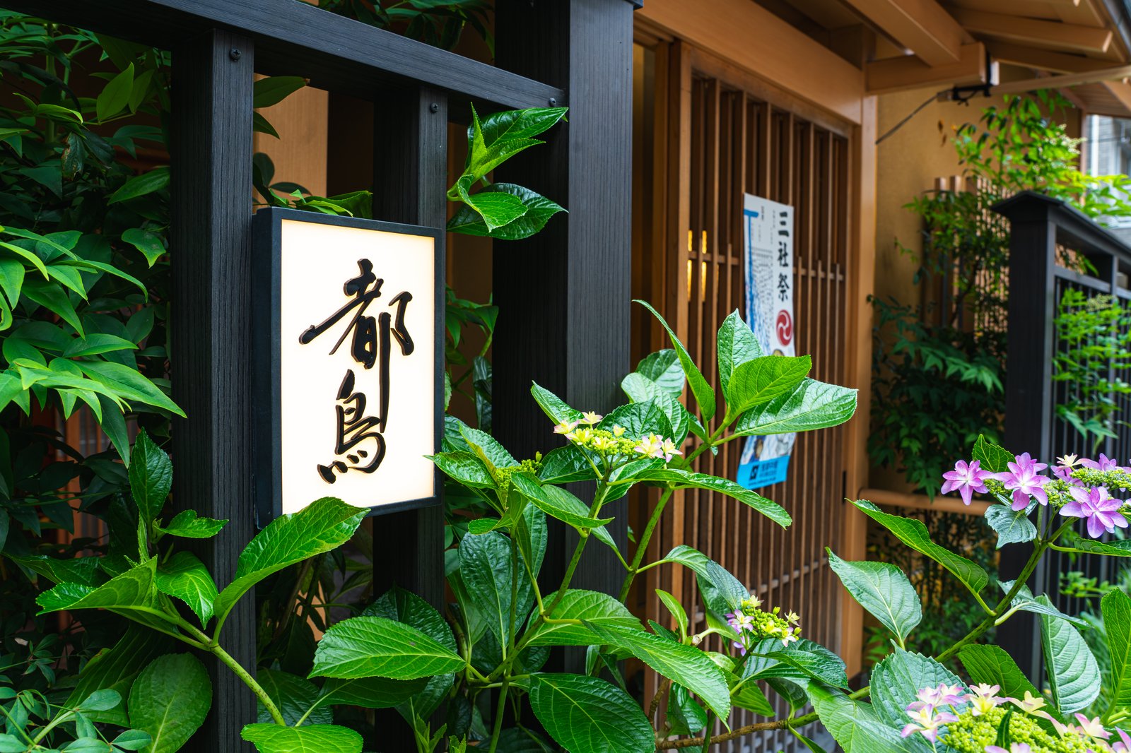 Tea house sign among hydrangeas, with a Sanja Matsuri poster on the door
